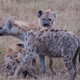 Illustration for article titled Out of Africa. Hyenas.